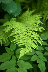 Naklejka na ściany i meble Beautiful light green fern leaf over bush leaves