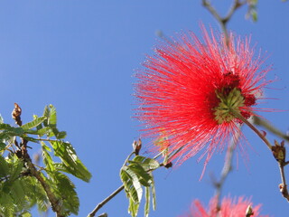 flower of a cactus