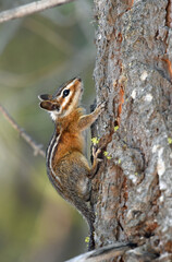 Obraz premium Western Chipmunk Climbing a Tree in Lassen National Forest, California