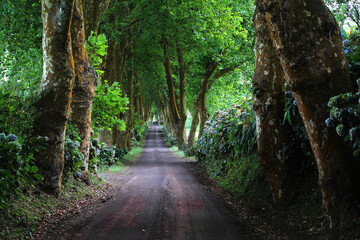 Naklejka premium Romantic tree lined avenue, Sao Miguel island, Azores