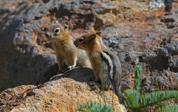 Chipmunks Perched on a Rock in Lassen National Forest, California