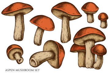 Vector set of hand drawn colored aspen mushroom