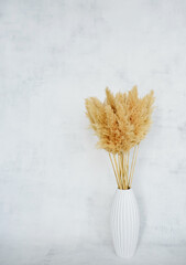 Pompous grass pampas White base on a minimalistic background Banner  texture 