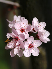 Wildbiene auf Blutpflaumenblüte
