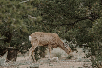 Deer grazing in the middle of the forest in the mountains 