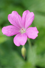 blassrosa Pyrenäen-Storchenschnabel im Sonnenlicht
