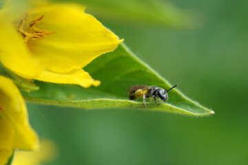 kleine Wildbiene auf Lysimachia punctata