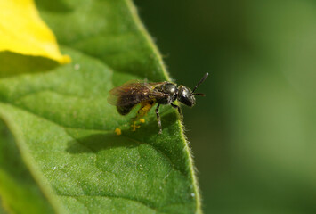 kleine Wildbiene auf Blatt