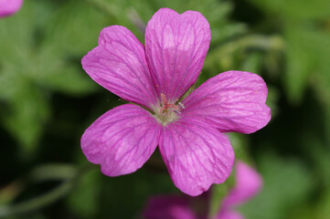rosa Pyrenäen-Storchenschnabel 