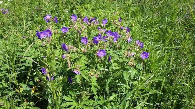 Geranium pratense or meadow geranium. Movement in the wind, sunlight. Wild flowers of the field.