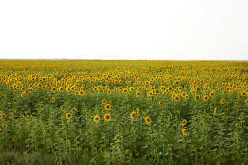 bright sunflower field Agricultural field harvest season