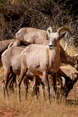 A female bighorn sheep with the herd grazes on dry grass in Valley of Fire State Park, Nevada
