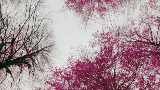 Fiori rosa in Primavera 