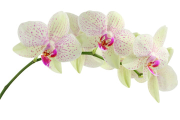 white orchid isolated on white
