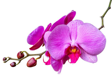 Fototapeta na wymiar Violet orchid isolated on white 