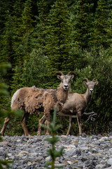 Obraz na płótnie Canvas Mountain Goats in Jasper National Park 