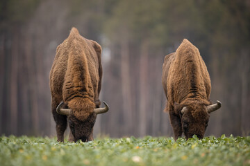 European bison - Bison bonasus in the Knyszyn Forest (Poland) © szczepank