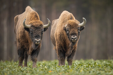 European bison - Bison bonasus in the Knyszyn Forest (Poland) © szczepank