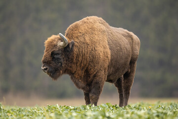 European bison - Bison bonasus in the Knyszyn Forest (Poland) © szczepank