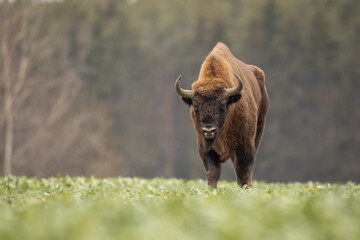 European bison - Bison bonasus in the Knyszyn Forest (Poland)