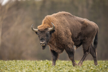 European bison - Bison bonasus in the Knyszyn Forest (Poland) © szczepank