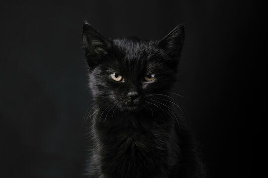 Black kitten looking at the camera over dark background, concept of halloween or friday 13th