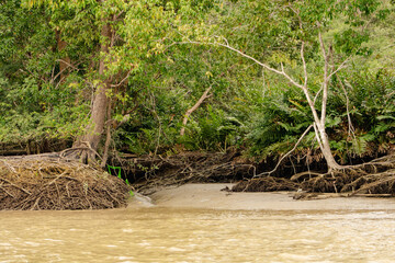 mangrove swamp trees 1