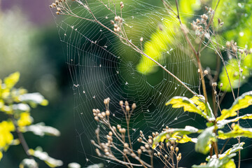 Little spiderweb between plants with dead insects