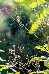 Little spiderweb between plants with dead insects