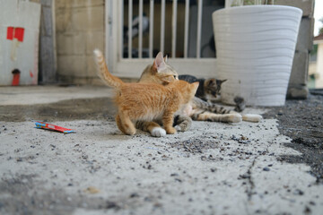 Fototapeta premium lovely street cat