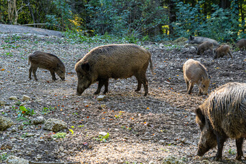 Wild boars searching for food on the ground and eating