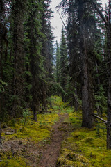 Fototapeta premium Forest Views of Jasper National Park 
