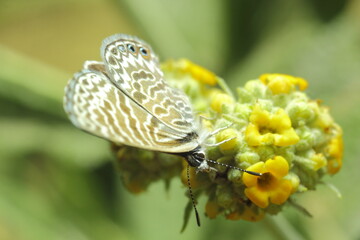 mariposa succionando polen de flor amarilla