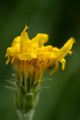 Alpine Mountaiin Wildflowers In Jasper National Park 