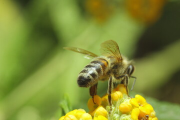 abeja recolectando polen, polinizando flor amarilla