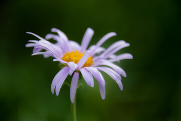 Alpine Mountaiin Wildflowers In Jasper National Park 