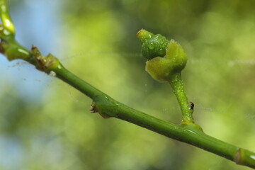 limones en crecimiento humedos con agua o rocio