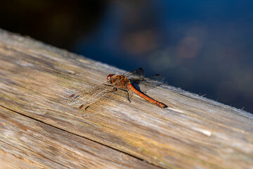 Big red dragonfly on a tree trunk near the lake