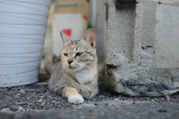 lovely street cat