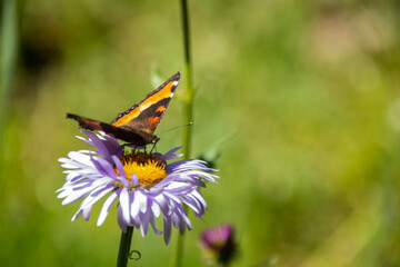 Butterflies on Mountain Wildflowers in Jasper National Park