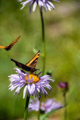 Butterflies on Mountain Wildflowers in Jasper National Park