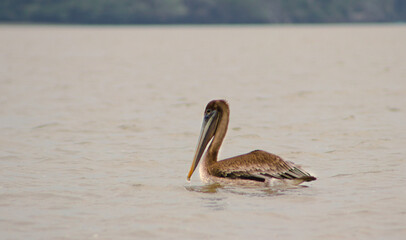 Pelican in Sudamerica 