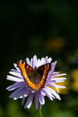 Butterflies on Mountain Wildflowers in Jasper National Park