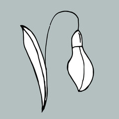 Snowdrop flower. Black and white vector