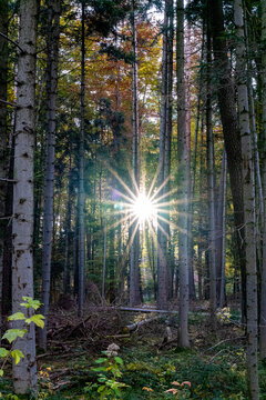 Shining sun through the trees of the forest in shape of a star