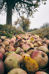 Fallen apples in the ditch by the road