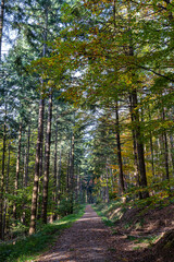 Colorful trees in the middle of the autumn forest along the woodland lane