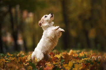 wire-haired jack russell terrier playing in autumn leaves