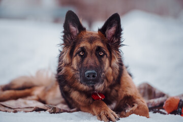 Portrait of a long haired german shepherd dog looking at the camera and lying on the snow