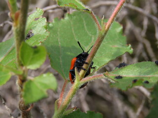 state potato beetle